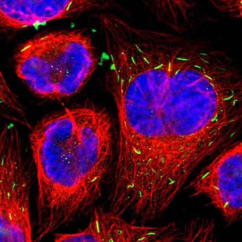 MST2/STK3 Antibody - BSA Free Immunocytochemistry/ Immunofluorescence: MST2/STK3 Antibody - BSA Free [NBP1-89586]