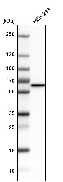MST2/STK3 Antibody - BSA Free Western Blot: MST2/STK3 Antibody - BSA Free [NBP1-89586]