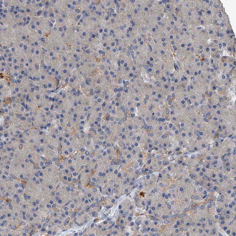 Sec8 Antibody - BSA Free Immunohistochemistry-Paraffin: Sec8 Antibody - BSA Free [NBP1-89597]