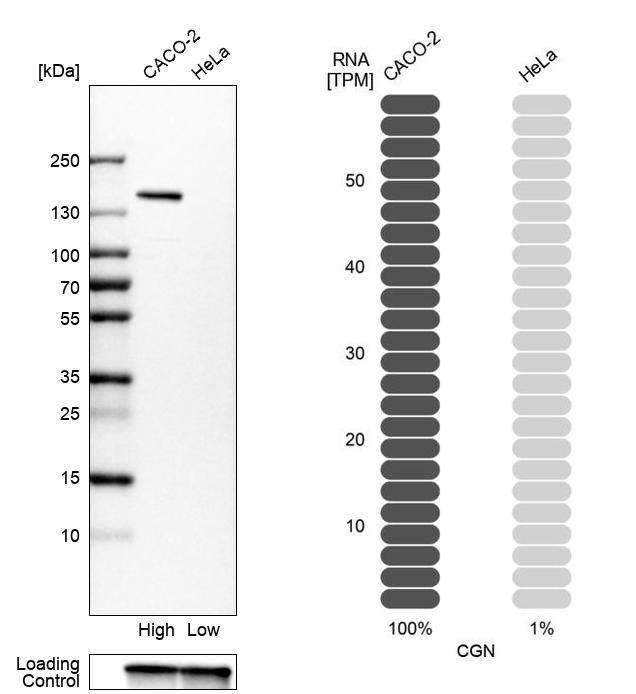 Cingulin Antibody - BSA Free Western Blot: Cingulin Antibody - BSA Free [NBP1-89602]