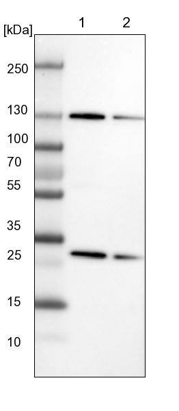 Exportin-5 Antibody - BSA Free Western Blot: Exportin-5 Antibody - BSA Free [NBP1-89605]