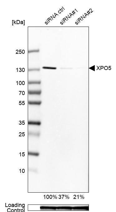 Exportin-5 Antibody - BSA Free Western Blot: Exportin-5 Antibody - BSA Free [NBP1-89606]