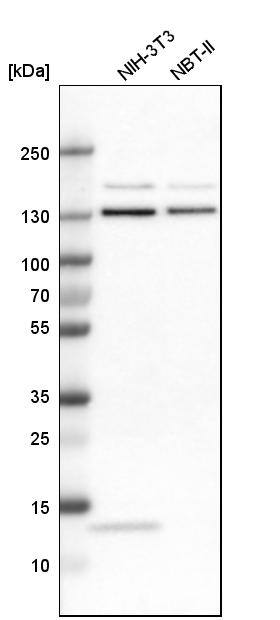 Exportin-5 Antibody - BSA Free Western Blot: Exportin-5 Antibody - BSA Free [NBP1-89606]