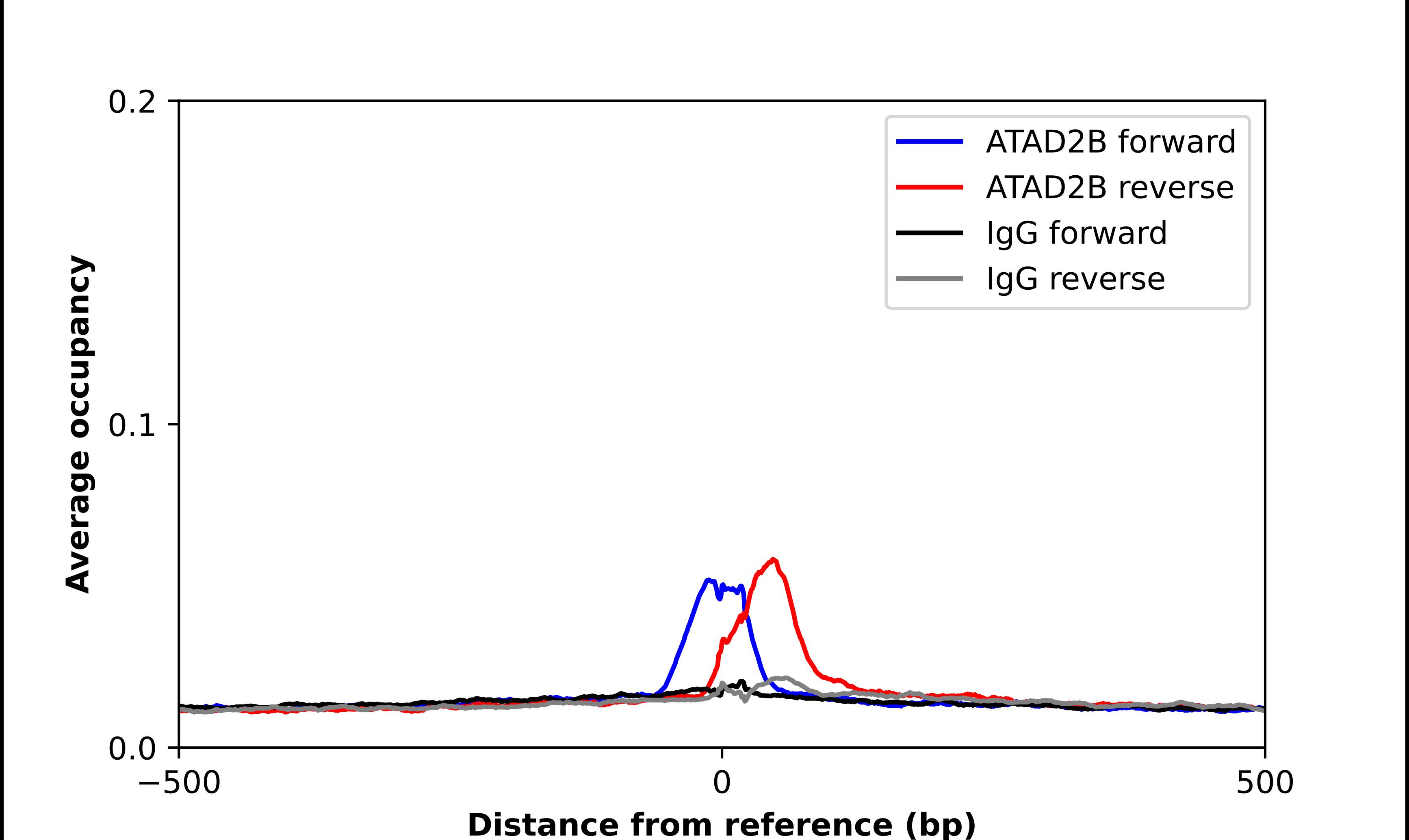 ATAD2B Antibody - BSA Free Chromatin Immunoprecipitation ChIP: ATAD2B Antibody - BSA Free