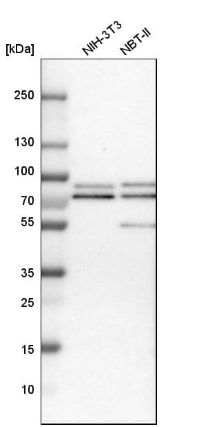 RIPX Antibody - BSA Free Western Blot: RIPX Antibody - BSA Free [NBP1-89614]