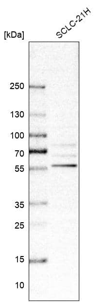 RIPX Antibody - BSA Free Western Blot: RIPX Antibody - BSA Free [NBP1-89614]