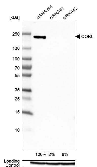 COBL Antibody - BSA Free Western Blot: COBL Antibody - BSA Free [NBP1-89615]