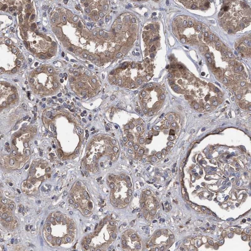 COBL Antibody - BSA Free Immunohistochemistry-Paraffin: COBL Antibody - BSA Free [NBP1-89615]