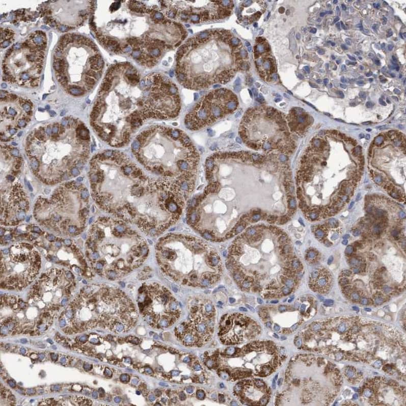 COBL Antibody - BSA Free Immunohistochemistry-Paraffin: COBL Antibody - BSA Free [NBP1-89616]