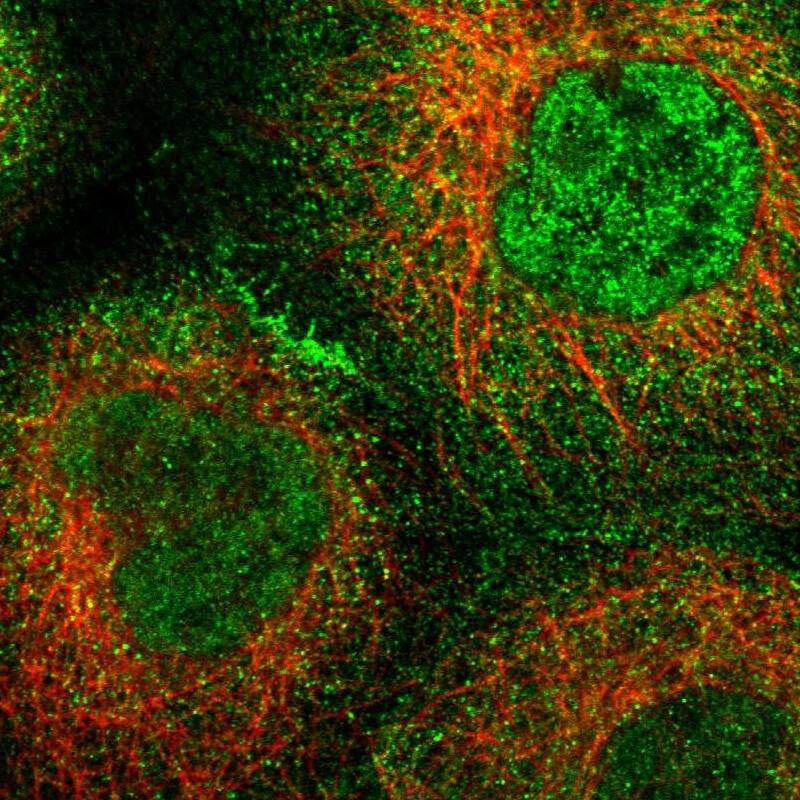 LARG Antibody - BSA Free Immunocytochemistry/ Immunofluorescence: LARG Antibody [NBP1-89619]