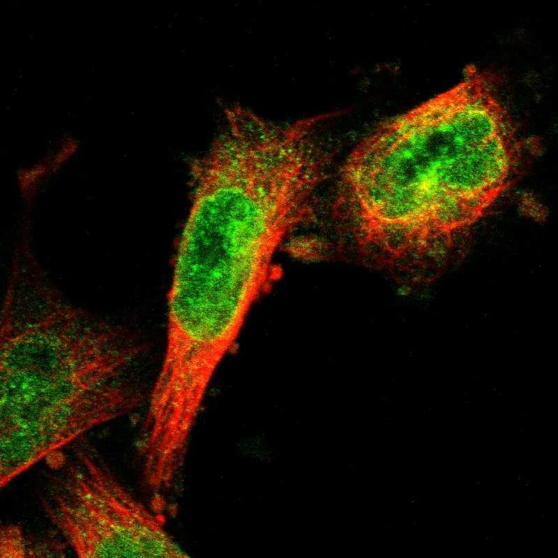 IGSF4C/SynCAM4 Antibody - BSA Free Immunocytochemistry/ Immunofluorescence: IGSF4C/SynCAM4 Antibody [NBP1-89636]