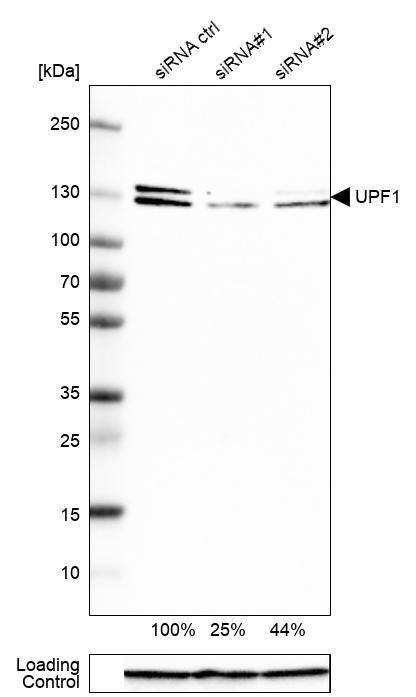 RENT1/UPF1/hUPF1 Antibody - BSA Free Western Blot: RENT1/UPF1/hUPF1 Antibody - BSA Free [NBP1-89641]
