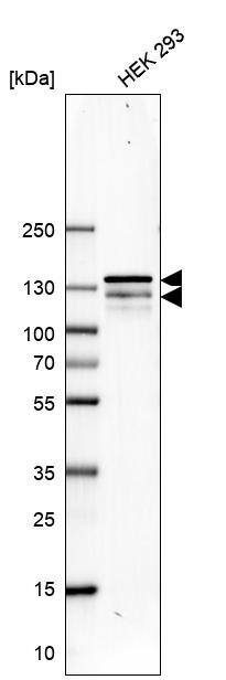RENT1/UPF1/hUPF1 Antibody - BSA Free Western Blot: RENT1/UPF1/hUPF1 Antibody - BSA Free [NBP1-89641]