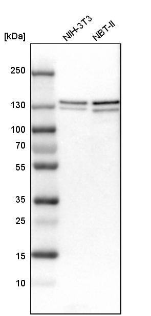 RENT1/UPF1/hUPF1 Antibody - BSA Free Western Blot: RENT1/UPF1/hUPF1 Antibody - BSA Free [NBP1-89641]