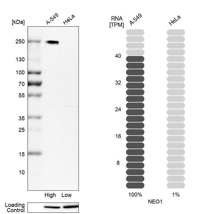 Neogenin Antibody - BSA Free Western Blot: Neogenin Antibody - BSA Free [NBP1-89651]