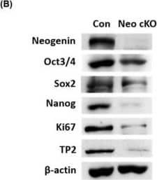 Neogenin Antibody - BSA Free