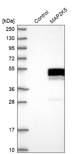 MEK5 Antibody - BSA Free Western Blot: MEK5 Antibody - BSA Free [NBP1-89655]