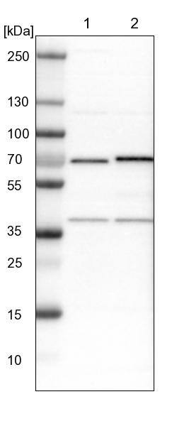 ASC1 Antibody - BSA Free Western Blot: ASC1 Antibody - BSA Free [NBP1-89656]