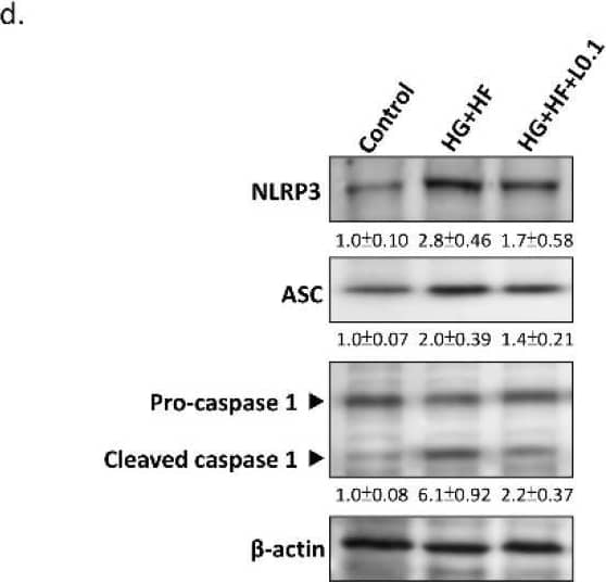 ASC1 Antibody - BSA Free