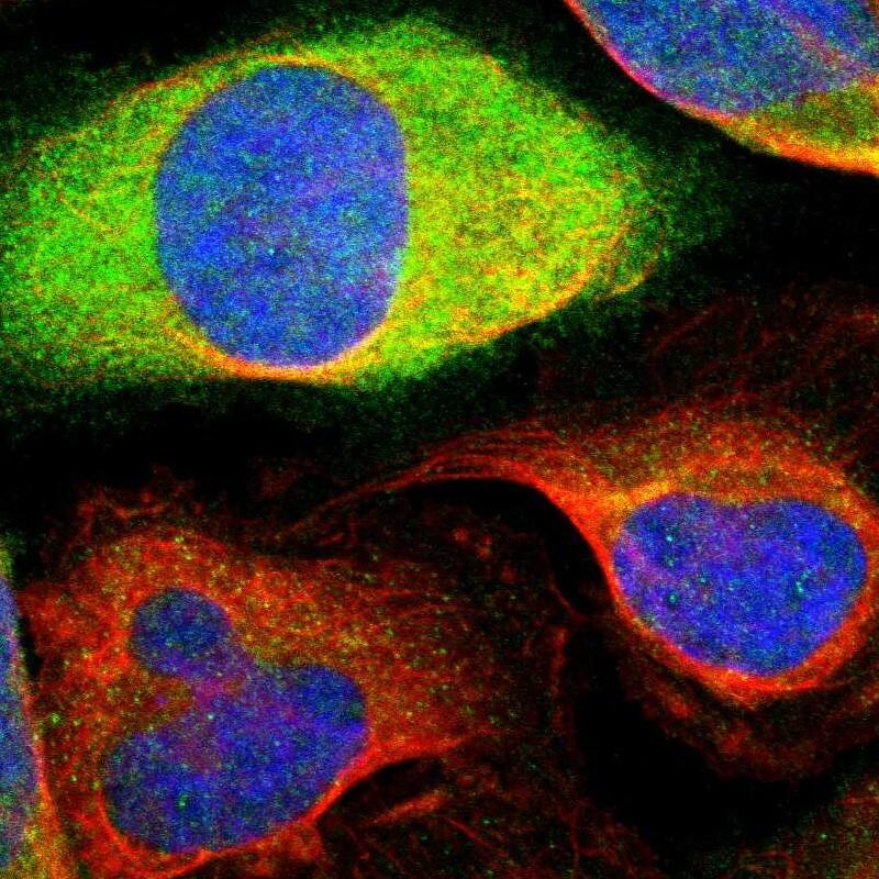 Cyclin B2 Antibody - BSA Free Immunocytochemistry/ Immunofluorescence: Cyclin B2 Antibody [NBP1-89657]