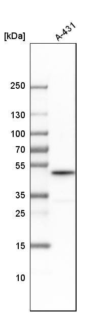 Cyclin B2 Antibody - BSA Free Western Blot: Cyclin B2 Antibody - BSA Free [NBP1-89657]