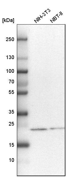 HSPC111 Antibody - BSA Free Western Blot: HSPC111 Antibody - BSA Free [NBP1-89659]
