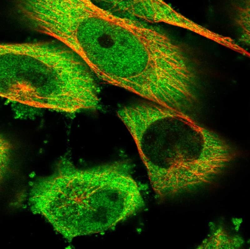 HSPH1/HSP105 Antibody - BSA Free Immunocytochemistry/ Immunofluorescence: HSPH1/HSP105 Antibody [NBP1-89662]