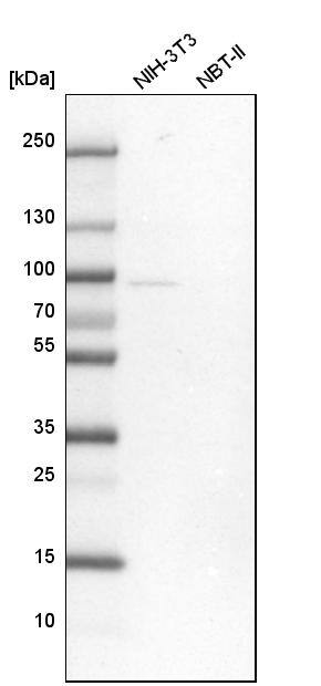 hHpr1-p84-Thoc1 Antibody - BSA Free Western Blot: hHpr1-p84-Thoc1 Antibody - BSA Free [NBP1-89670]