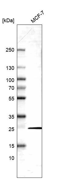 HP1 alpha Antibody - BSA Free Western Blot: HP1 alpha Antibody - BSA Free [NBP1-89672]