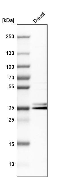 hnRNP A2B1 Antibody - BSA Free Western Blot: hnRNP A2B1 Antibody - BSA Free [NBP1-89675]