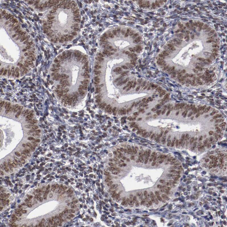 hnRNP A2B1 Antibody - BSA Free Immunohistochemistry-Paraffin: hnRNP A2B1 Antibody - BSA Free [NBP1-89675]