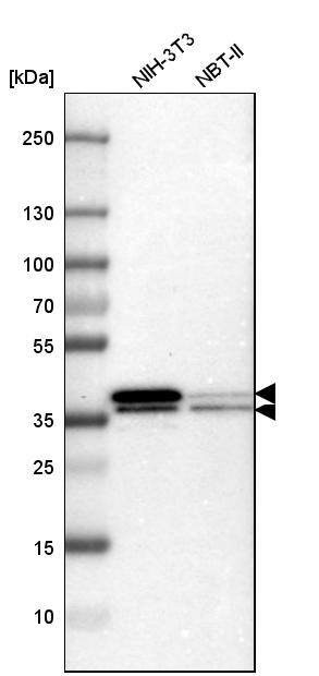 hnRNP A2B1 Antibody - BSA Free Western Blot: hnRNP A2B1 Antibody - BSA Free [NBP1-89675]