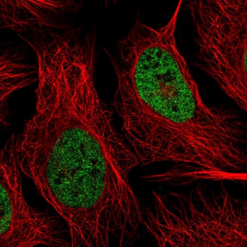 hnRNP-R Antibody - BSA Free Immunocytochemistry/ Immunofluorescence: hnRNP-R Antibody [NBP1-89676]