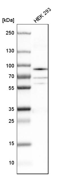 hnRNP-R Antibody - BSA Free Western Blot: hnRNP-R Antibody - BSA Free [NBP1-89676]