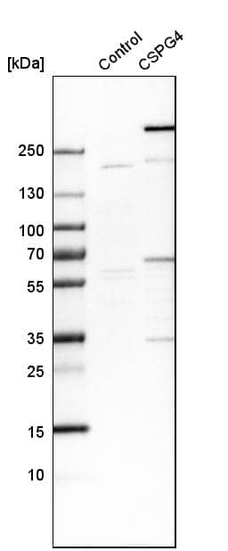 NG2/MCSP Antibody - BSA Free Western Blot: NG2/MCSP Antibody - BSA Free [NBP1-89682]