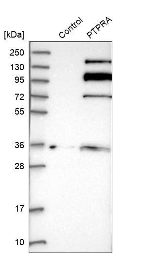 PTP alpha/PTPRA Antibody - BSA Free Western Blot: PTP alpha/PTPRA Antibody - BSA Free [NBP1-89683]