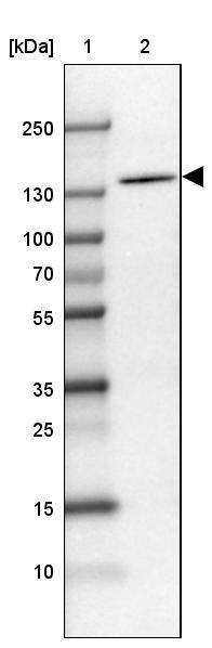 MDA5 Antibody - BSA Free Western Blot: MDA5 Antibody - BSA Free [NBP1-89685]