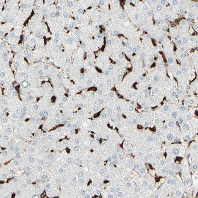 HLA DPB1 Antibody - BSA Free Immunohistochemistry-Paraffin: HLA DPB1 Antibody - BSA Free [NBP1-89688]