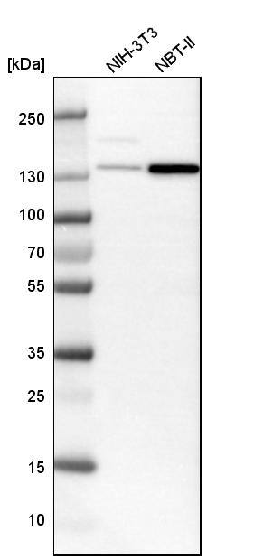SMARCA5/SNF2H Antibody - BSA Free Western Blot: SMARCA5/SNF2H Antibody - BSA Free [NBP1-89692]