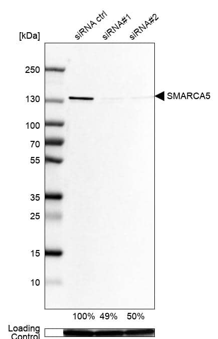 SMARCA5/SNF2H Antibody - BSA Free Western Blot: SMARCA5/SNF2H Antibody - BSA Free [NBP1-89692]