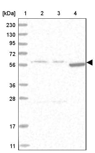 HYPE Antibody - BSA Free Western Blot: HYPE Antibody - BSA Free [NBP1-89697]