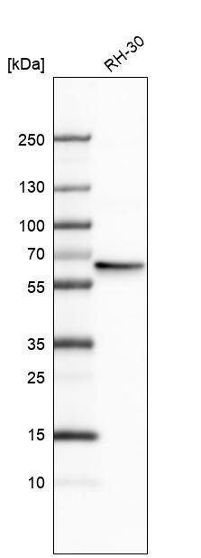 hHR23b Antibody - BSA Free Western Blot: hHR23b Antibody - BSA Free [NBP1-89699]