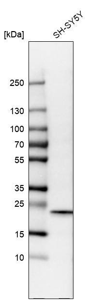 Cytoglobin Antibody - BSA Free Western Blot: Cytoglobin Antibody - BSA Free [NBP1-89701]