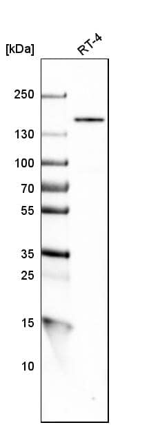 alpha COP I Antibody - BSA Free Western Blot: alpha COP I Antibody - BSA Free [NBP1-89705]