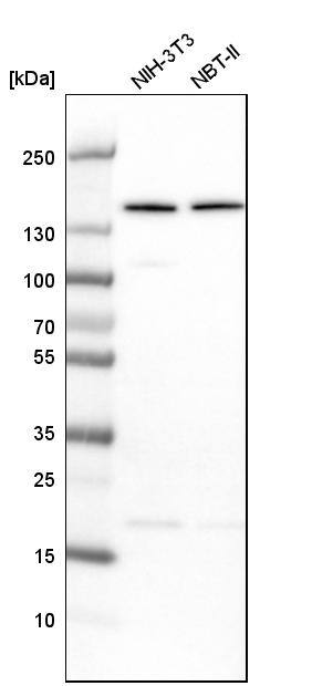 alpha COP I Antibody - BSA Free Western Blot: alpha COP I Antibody - BSA Free [NBP1-89705]