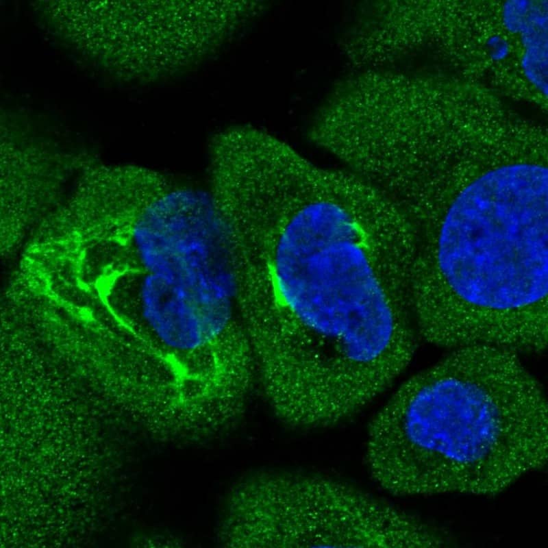 alpha COP I Antibody - BSA Free Immunocytochemistry/ Immunofluorescence: alpha COP I Antibody - BSA Free [NBP1-89705]