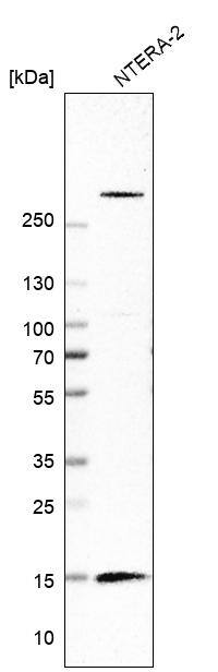 HBLD2 Antibody - BSA Free Western Blot: HBLD2 Antibody - BSA Free [NBP1-89715]