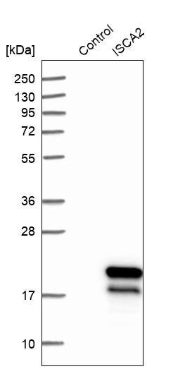 HBLD1 Antibody - BSA Free Western Blot: HBLD1 Antibody - BSA Free [NBP1-89716]