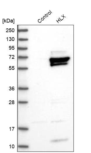 HLX1 Antibody - BSA Free Western Blot: HLX1 Antibody - BSA Free [NBP1-89719]