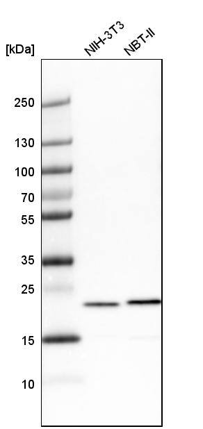 transgelin 2 Antibody - BSA Free Western Blot: transgelin 2 Antibody - BSA Free [NBP1-89722]